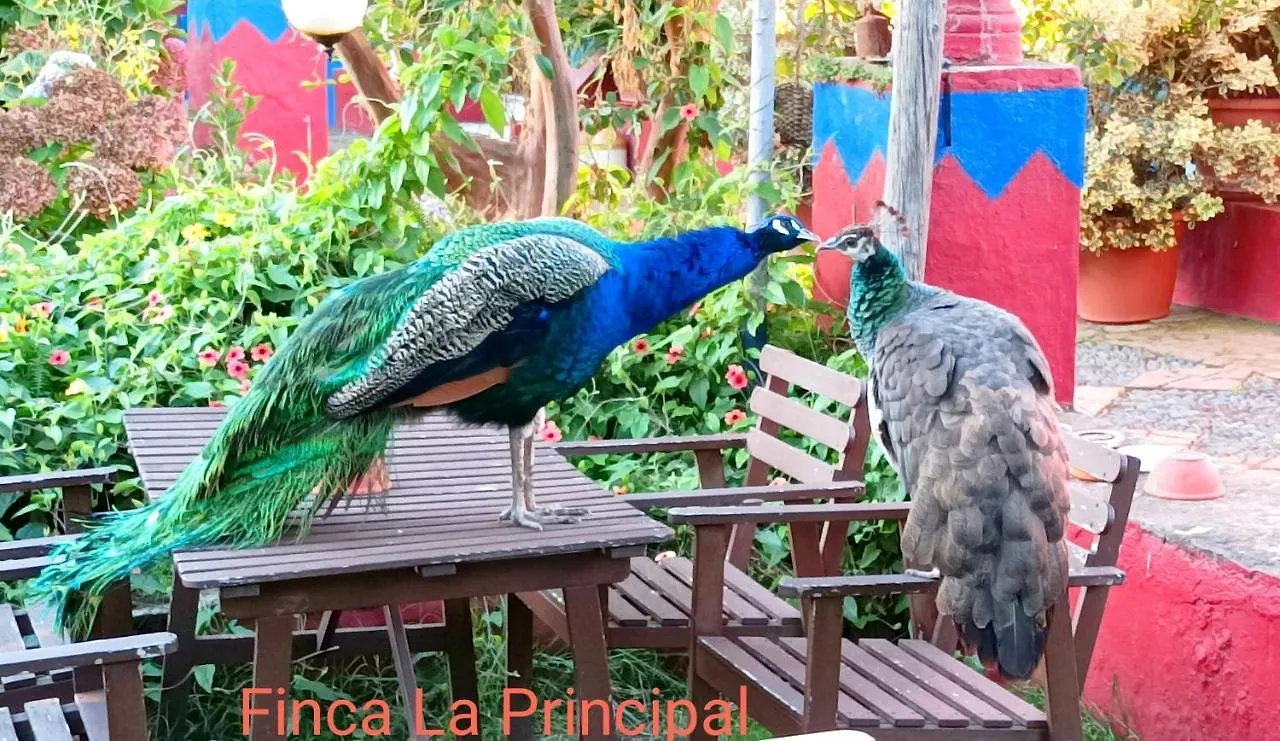 Finca La Principal Breña Alta Feriegård