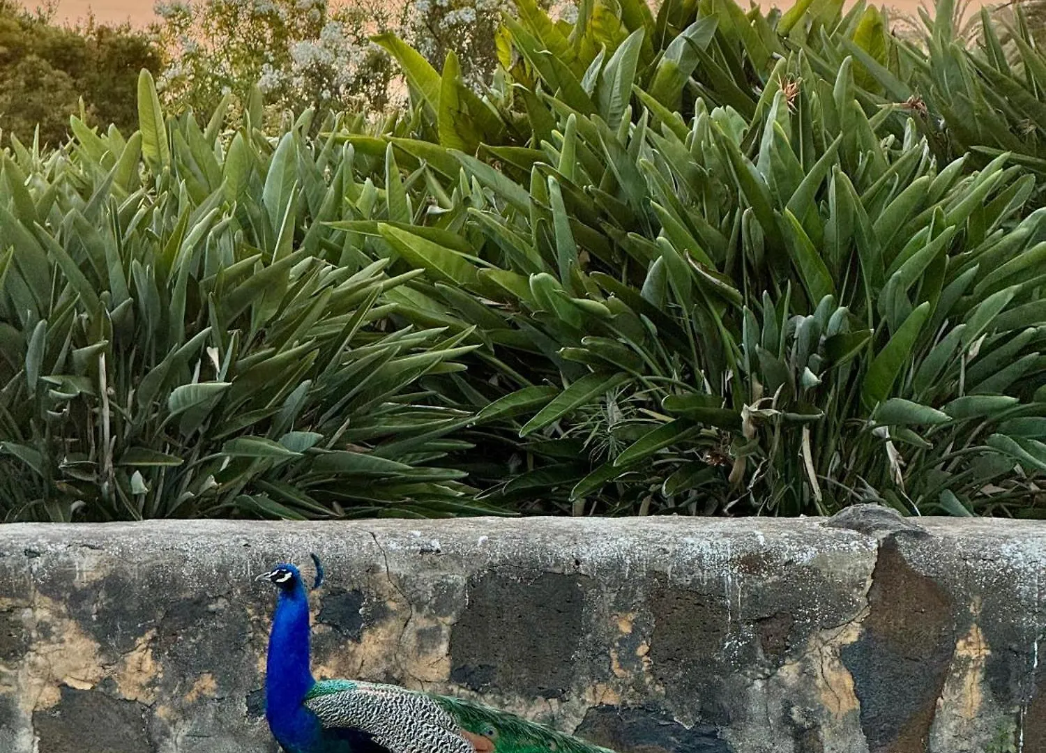 Farm stay Finca La Principal Brena Alta