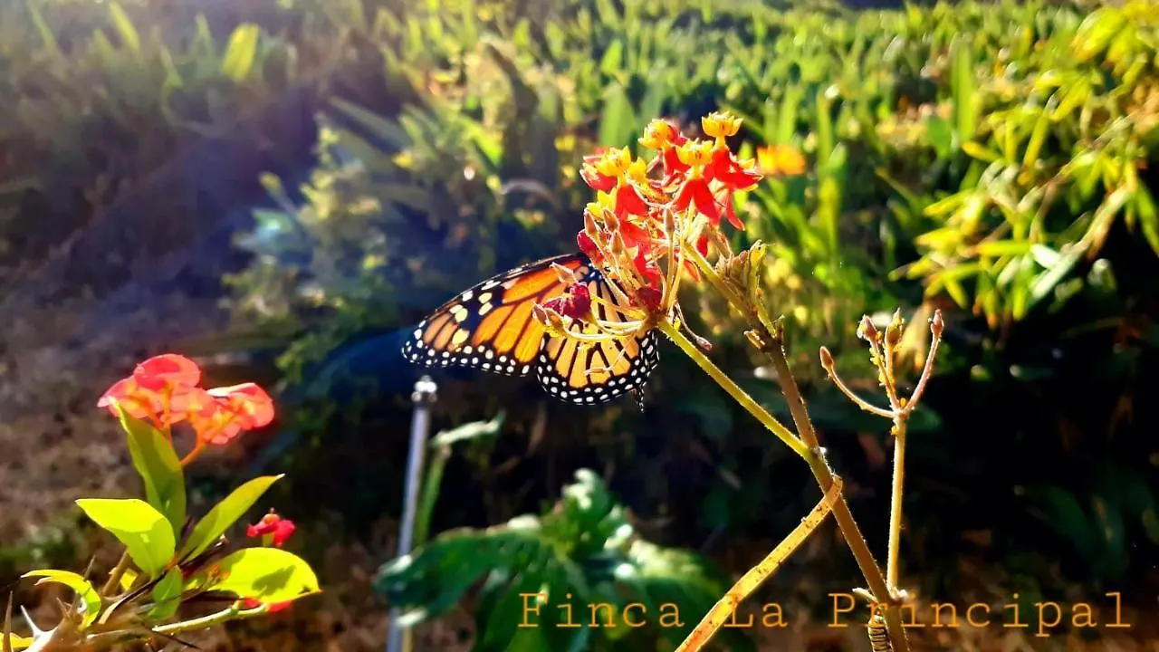 Agroturismo Finca La Principal Breña Alta España