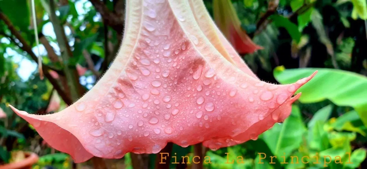Finca La Principal Brena Alta 0*,