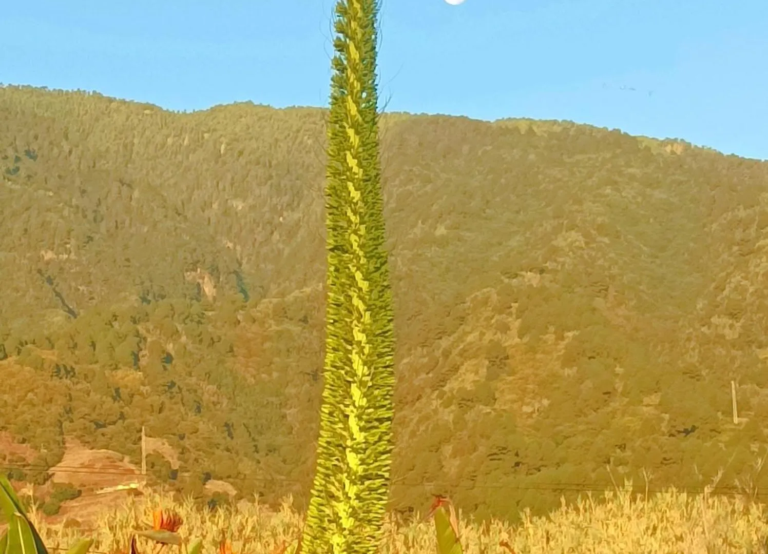 Finca La Principal Breña Alta